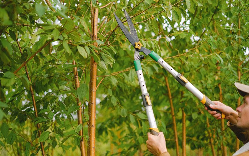 Tree trimming in Atoka, TN